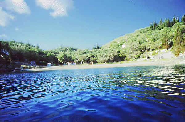 shore with trees and beach