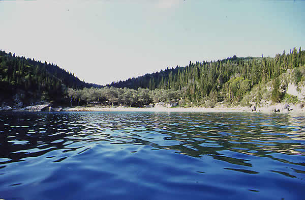 shore with trees and beach