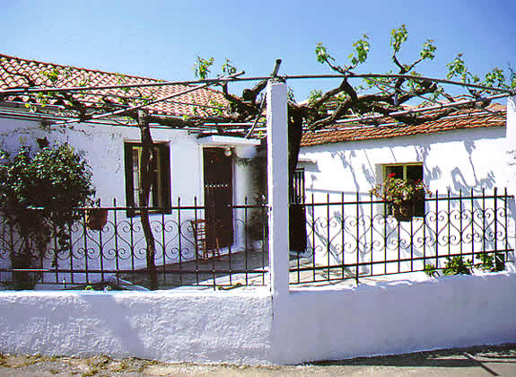 garden with healthy grape vine