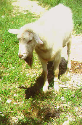 sheep