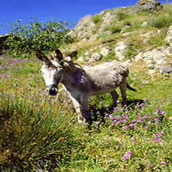 a cute burro