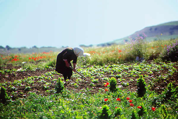 an old lady working in the fields