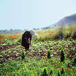 working in the fields