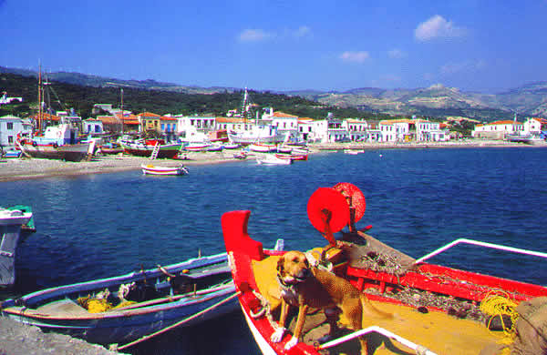 fishing boats mooredwith doggie