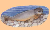 Mediterranean Monk seals nest in the marine preserve and are one of the rarest animals after being hunted to near extinction by fisherman as competitors for fish