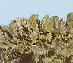 acanthus weed greece